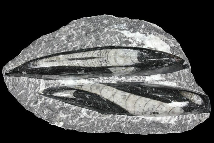 Polished Orthoceras (Cephalopod) Fossils - Morocco #96617
